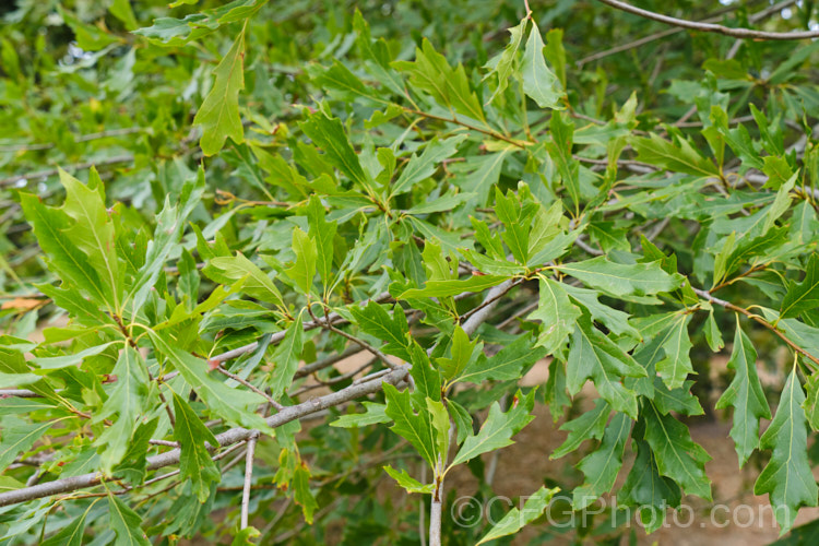 Louisiana Oak (<i>Quercus x ludoviciana</i>), a natural hybrid between Quercus pagoda and Quercus phellos that occurs in the southeastern United States. It grows to around 20m tall and has variably lobed 10-20cm long leaves. Order: Fagales, Family: Fagaceae
