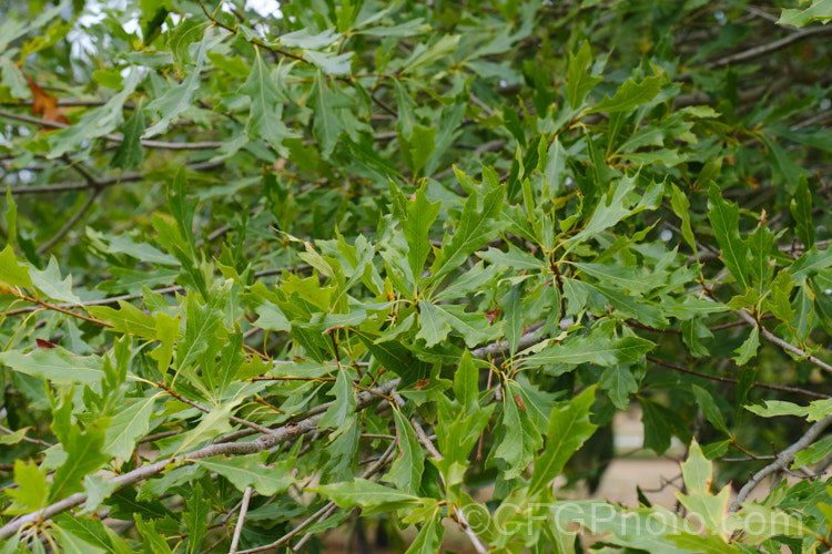 Louisiana Oak (<i>Quercus x ludoviciana</i>), a natural hybrid between Quercus pagoda and Quercus phellos that occurs in the southeastern United States. It grows to around 20m tall and has variably lobed 10-20cm long leaves. Order: Fagales, Family: Fagaceae