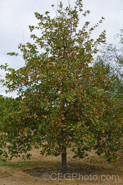 Mongolian Oak (<i>Quercus wutaishanica (syn. Quercus mongolica var. liaotungensis</i>), a 20-30m tall, deciduous tree found in northwestern China. Many authorities consider this as just a form of Quercus mongolica, as several variations in acorn cup, leaf shape and lobes can be found over that species range
