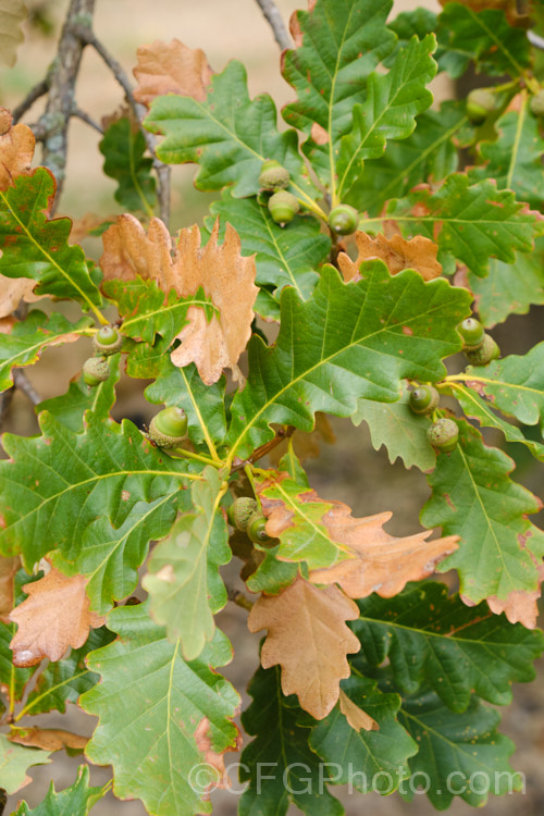 Mongolian Oak (<i>Quercus wutaishanica (syn. Quercus mongolica var. liaotungensis</i>), a 20-30m tall, deciduous tree found in northwestern China. Many authorities consider this as just a form of Quercus mongolica, as several variations in acorn cup, leaf shape and lobes can be found over that species range
