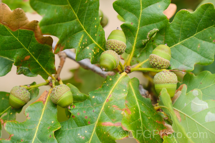 Mongolian Oak (<i>Quercus wutaishanica (syn. Quercus mongolica var. liaotungensis</i>), a 20-30m tall, deciduous tree found in northwestern China. Many authorities consider this as just a form of Quercus mongolica, as several variations in acorn cup, leaf shape and lobes can be found over that species range