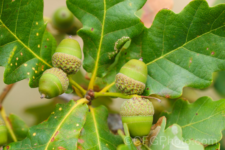 Mongolian Oak (<i>Quercus wutaishanica (syn. Quercus mongolica var. liaotungensis</i>), a 20-30m tall, deciduous tree found in northwestern China. Many authorities consider this as just a form of Quercus mongolica, as several variations in acorn cup, leaf shape and lobes can be found over that species range