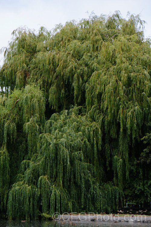 A very large and densely foliaged example of Weeping Willow (<i>Salix babylonica</i>), a deciduous tree found over much of the temperate. Middle. East and Asia. It often grows near watercourses, reaches as much as 20m tall and has strongly pendulous branches. Order: Malpighiales, Family: Salicaceae