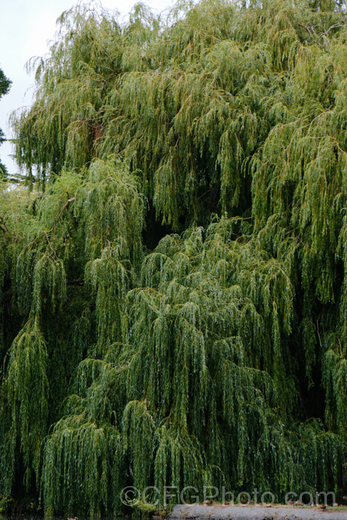 A very large and densely foliaged example of Weeping Willow (<i>Salix babylonica</i>), a deciduous tree found over much of the temperate. Middle. East and Asia. It often grows near watercourses, reaches as much as 20m tall and has strongly pendulous branches. Order: Malpighiales, Family: Salicaceae