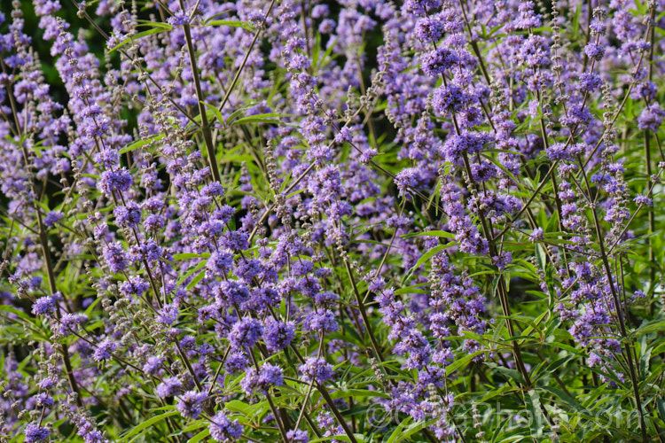 Chaste. Tree (<i>Vitex agnus-castus</i>), a late summer-flowering evergreen or semi-evergreen shrub or small tree to around 5m tall, with flower panicles to over 30cm long. Native to southern Europe it now occurs widely in the warm temperate regions and the subtropics. vitex-2927htm'>Vitex.
