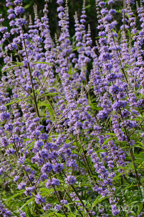 Chaste. Tree (<i>Vitex agnus-castus</i>), a late summer-flowering evergreen or semi-evergreen shrub or small tree to around 5m tall, with flower panicles to over 30cm long. Native to southern Europe it now occurs widely in the warm temperate regions and the subtropics. vitex-2927htm'>Vitex.