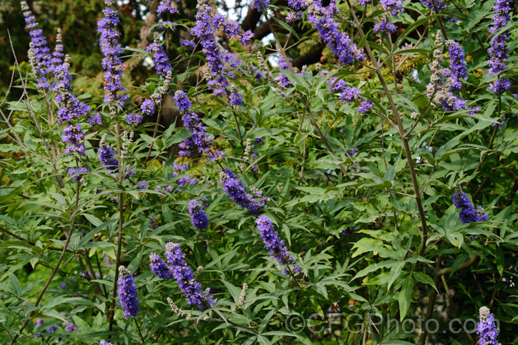 Chaste. Tree (<i>Vitex agnus-castus</i>), a late summer-flowering evergreen or semi-evergreen shrub or small tree to around 5m tall, with flower panicles to over 30cm long. Native to southern Europe it now occurs widely in the warm temperate regions and the subtropics. vitex-2927htm'>Vitex.