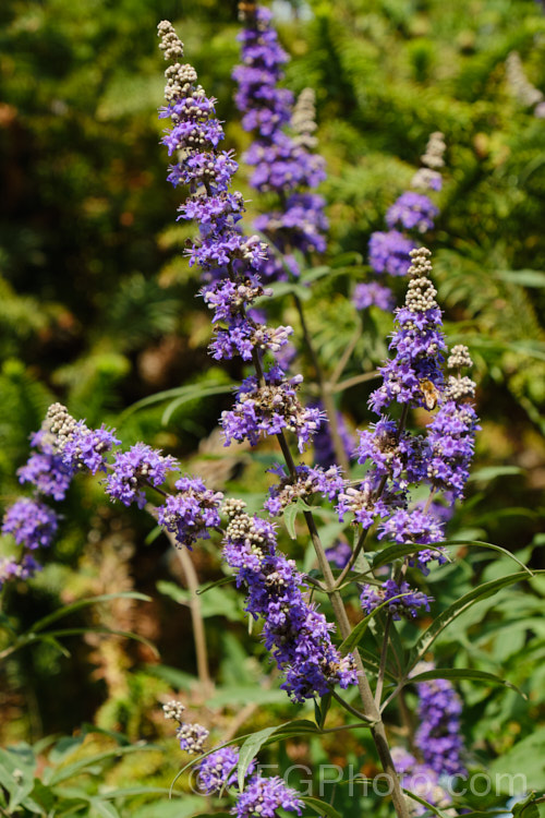 Chaste. Tree (<i>Vitex agnus-castus</i>), a late summer-flowering evergreen or semi-evergreen shrub or small tree to around 5m tall, with flower panicles to over 30cm long. Native to southern Europe it now occurs widely in the warm temperate regions and the subtropics. vitex-2927htm'>Vitex.