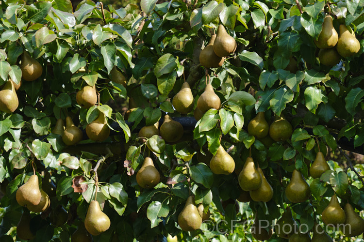 Pyrus communis 'Beurre Bosc', also known as Bosc or Royal Beurre Bosc, this is a russet-skinned pear with a rather narrow neck. This pear has a rather grainy flesh but keeps well and has an excellent flavour. Order: Rosales, Family: Rosaceae