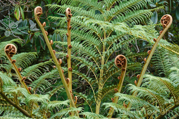Highland Lace Fern (<i>Cyathea tomentosissima</i>), a small tree fern from the highland of New Guinea. It surprisingly hardy and is also sun and wind tolerant. Its fronds are rather bracken-like and with age it will develop a trunk up to 15m tall. Both the undersides of the fronds and the young stems are covered in brown hairs. Order: Cyatheales, Family: Cyatheaceae