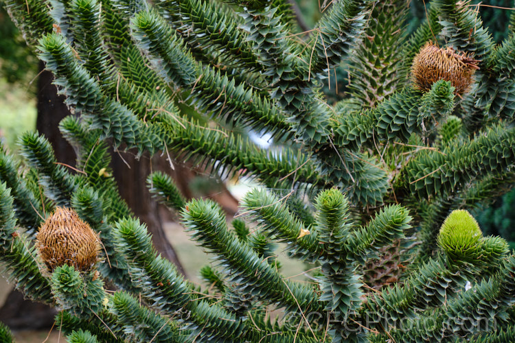 Monkey Puzzle (<i>Araucaria araucana</i>), a 30-40m tall conifer native to central Chile and northern Patagonia. It has stiff, sharply pointed triangular leaves and huge cones, which can be seen starting to develop in this image. Order: Pinales, Family: Araucariaceae