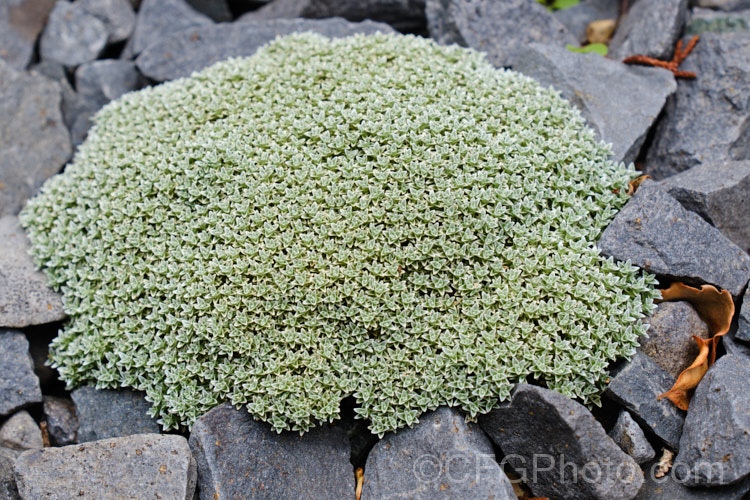 Raoulia hectorii, a small, spreading scabweed that forms a mat of foliage rosettes made up of tiny silver-grey leaves. It can grow to 40cm wide and is found in the subalpine and alpine regions of the South Island of New Zealand, where it is uncommon and considered to be threatened in the wild. It prefers to grow in gravelly soil and its silver-grey colouration makes it hard to see among the similarly coloured stones and pebbles. Minute white to cream flowerheads appear from early summer