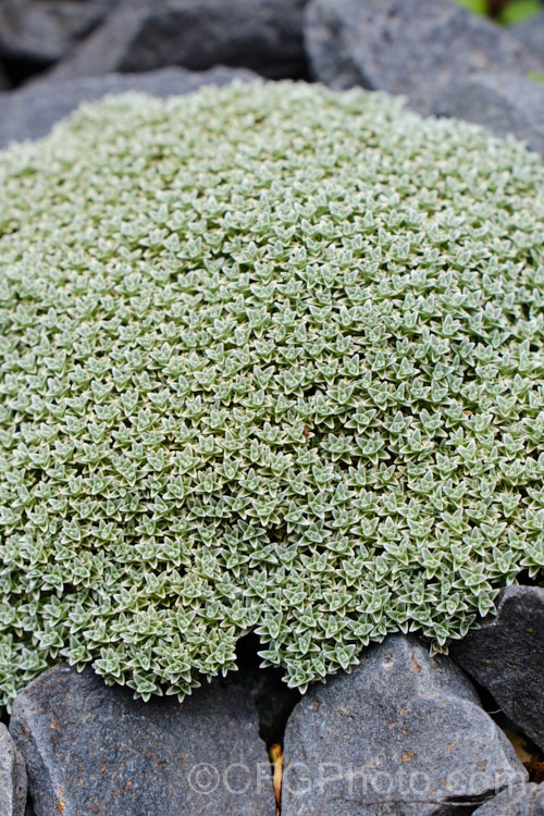 Raoulia hectorii, a small, spreading scabweed that forms a mat of foliage rosettes made up of tiny silver-grey leaves. It can grow to 40cm wide and is found in the subalpine and alpine regions of the South Island of New Zealand, where it is uncommon and considered to be threatened in the wild. It prefers to grow in gravelly soil and its silver-grey colouration makes it hard to see among the similarly coloured stones and pebbles. Minute white to cream flowerheads appear from early summer