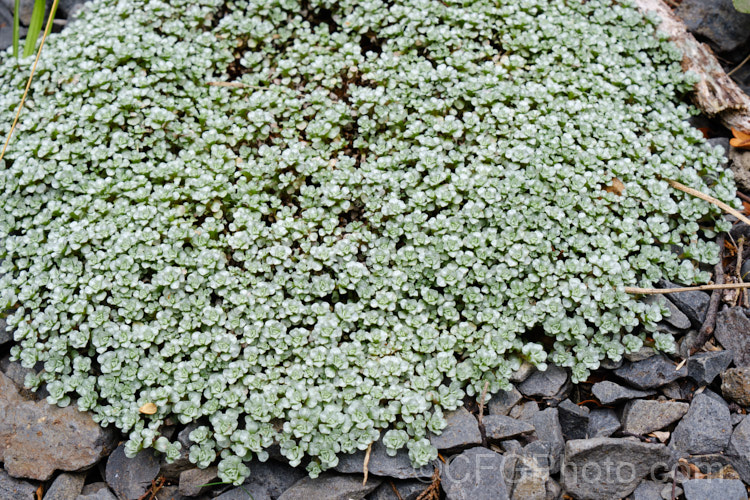 Raoulia hookeri, a low, spreading scabweed that forms a mat of fine silver-grey foliage rosettes. It can grow to 60cm wide and is a New Zealand native found the central North Island southwards from sea level to 1800m. It prefers to grow in sandy or gravelly soil and is often found in riverbeds, where its silver-grey colouration makes it hard to see among the similarly coloured stones and pebbles. Minute white to cream flowerheads appear from spring
