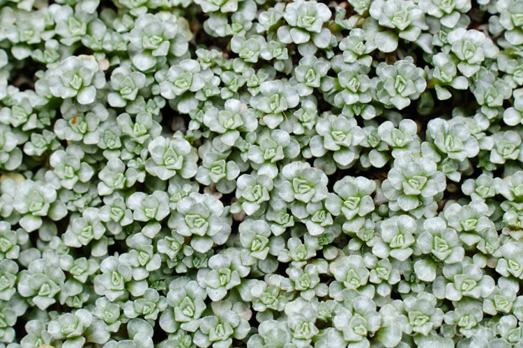 Raoulia hookeri, a low, spreading scabweed that forms a mat of fine silver-grey foliage rosettes. It can grow to 60cm wide and is a New Zealand native found the central North Island southwards from sea level to 1800m. It prefers to grow in sandy or gravelly soil and is often found in riverbeds, where its silver-grey colouration makes it hard to see among the similarly coloured stones and pebbles. Minute white to cream flowerheads appear from spring