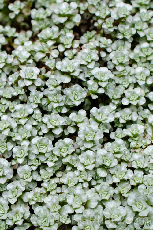 Raoulia hookeri, a low, spreading scabweed that forms a mat of fine silver-grey foliage rosettes. It can grow to 60cm wide and is a New Zealand native found the central North Island southwards from sea level to 1800m. It prefers to grow in sandy or gravelly soil and is often found in riverbeds, where its silver-grey colouration makes it hard to see among the similarly coloured stones and pebbles. Minute white to cream flowerheads appear from spring