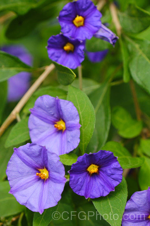 Paraguay. Nightshade, Blue Potato Bush (<i>Solanum rantonnetii</i>), an evergreen scrambling shrub or vine native to Argentina and Paraguay . solanum-2141htm'>Solanum.