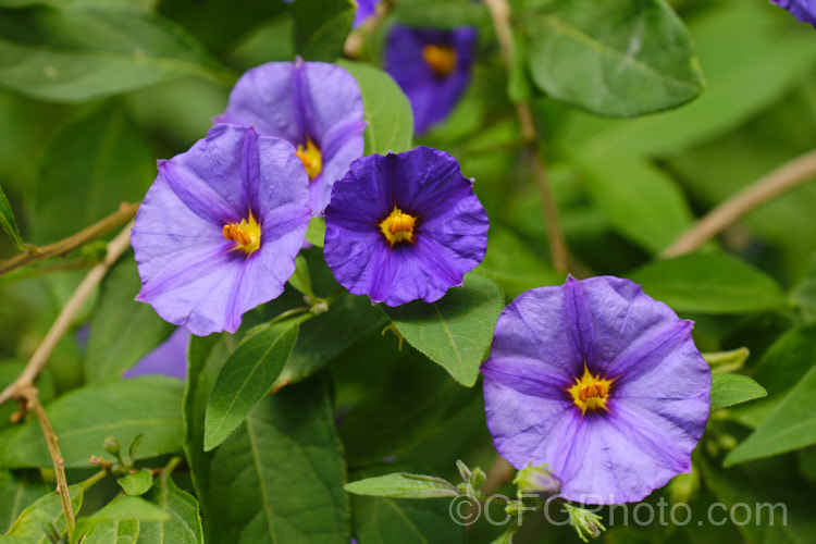 Paraguay. Nightshade, Blue Potato Bush (<i>Solanum rantonnetii</i>), an evergreen scrambling shrub or vine native to Argentina and Paraguay . solanum-2141htm'>Solanum.