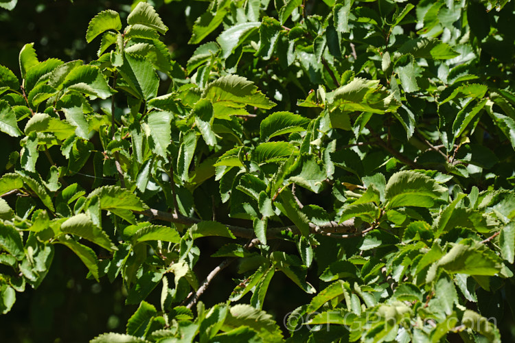 The summer foliage of the Guernsey. Elm, Jersey. Elm or Wheatley. Elm (<i>Ulmus minor 'Sarniensis' [syn. Ulmus sarniensis]), a cultivar of the Field Elm of Europe that was originally described in 1815 from a specimen from Guernsey, though it has since been found to be quite widespread in western France. It is notable for its columnar habit and can grow to over 25m tall It is late to come into leaf but also late to lose its foliage. Order: Rosales, Family: Ulmaceae