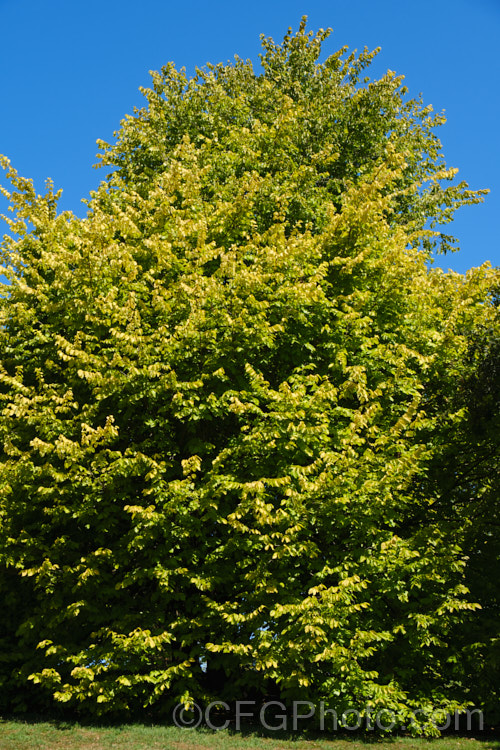 Golden Wych Elm (<i>Ulmus glabra 'Lutescens'), a cultivar of the Scotch Elm or Wych Elm that has soft buttery yellow spring foliage that matures to bright yellow (lime green where shaded</i>) before turning golden in autumn. It grows to around 15m tall, with a slightly wider spread. It is quite easily confused with the Golden Elm (<i>Ulmus procera 'Louis van Houtte'), but has larger, softer leaves. Order: Rosales, Family: Ulmaceae