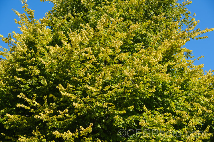 Golden Wych Elm (<i>Ulmus glabra 'Lutescens'), a cultivar of the Scotch Elm or Wych Elm that has soft buttery yellow spring foliage that matures to bright yellow (lime green where shaded</i>) before turning golden in autumn. It grows to around 15m tall, with a slightly wider spread. It is quite easily confused with the Golden Elm (<i>Ulmus procera 'Louis van Houtte'), but has larger, softer leaves. Order: Rosales, Family: Ulmaceae