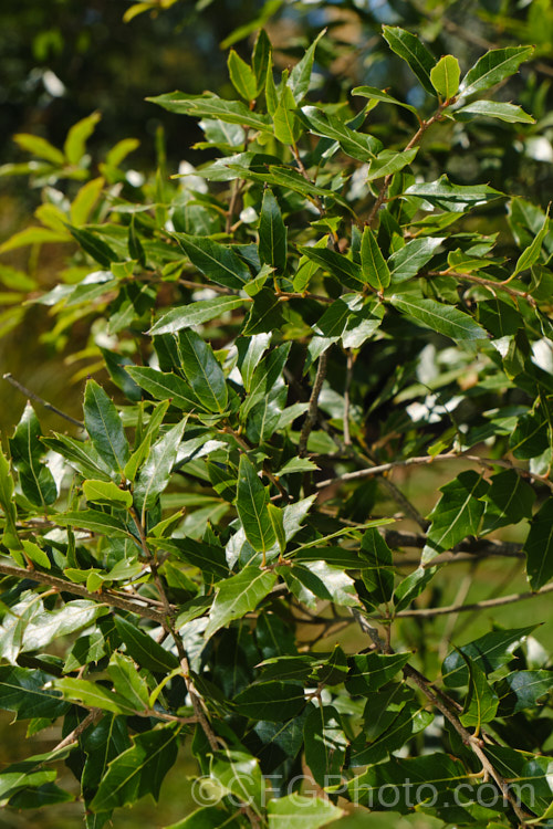 Quercus laurina, an evergreen, primarily. Mexican oak that can grow to 30m tall It occurs at elevations of 1600-3600m. Its young stems are thin and flexible and new growth has a strong bronze tint. The acorns take two years to mature and can be up to 2cm long. Order: Fagales, Family: Fagaceae