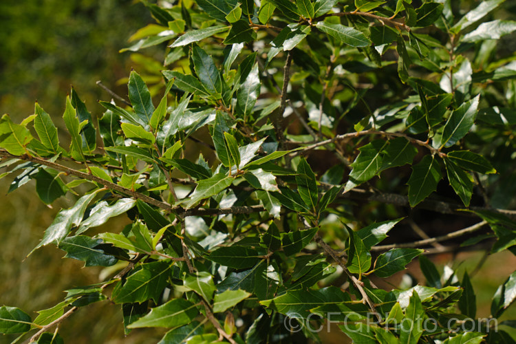 Quercus laurina, an evergreen, primarily. Mexican oak that can grow to 30m tall It occurs at elevations of 1600-3600m. Its young stems are thin and flexible and new growth has a strong bronze tint. The acorns take two years to mature and can be up to 2cm long. Order: Fagales, Family: Fagaceae