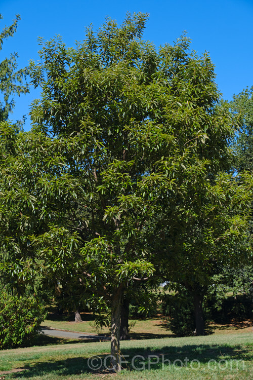 Chinese Cork. Oak or Oriental Oak (<i>Quercus variabilis</i>), a round-headed deciduous oak to 25m tall, found in China, Japan and Korea. The bristly-cupped acorns take around 18 months to mature. Order: Fagales, Family: Fagaceae
