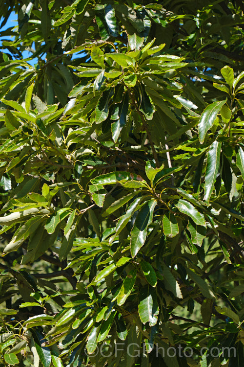 Chinese Cork. Oak or Oriental Oak (<i>Quercus variabilis</i>), a round-headed deciduous oak to 25m tall, found in China, Japan and Korea. The bristly-cupped acorns take around 18 months to mature. Order: Fagales, Family: Fagaceae