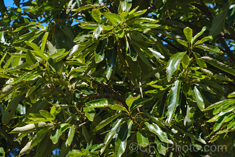 Chinese Cork. Oak or Oriental Oak (<i>Quercus variabilis</i>), a round-headed deciduous oak to 25m tall, found in China, Japan and Korea. The bristly-cupped acorns take around 18 months to mature. Order: Fagales, Family: Fagaceae