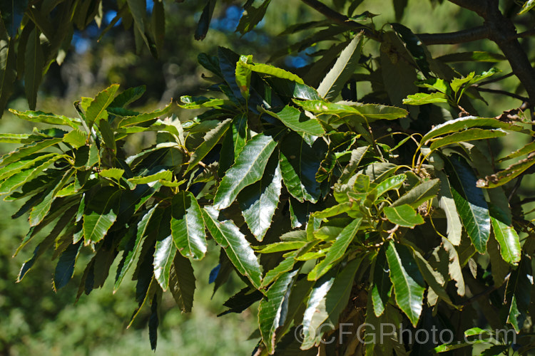 Chinese Cork. Oak or Oriental Oak (<i>Quercus variabilis</i>), a round-headed deciduous oak to 25m tall, found in China, Japan and Korea. The bristly-cupped acorns take around 18 months to mature