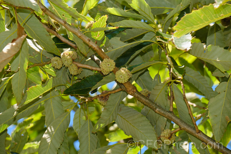 Chinese Cork. Oak or Oriental Oak (<i>Quercus variabilis</i>), a round-headed deciduous oak to 25m tall, found in China, Japan and Korea. The bristly-cupped acorns take around 18 months to mature