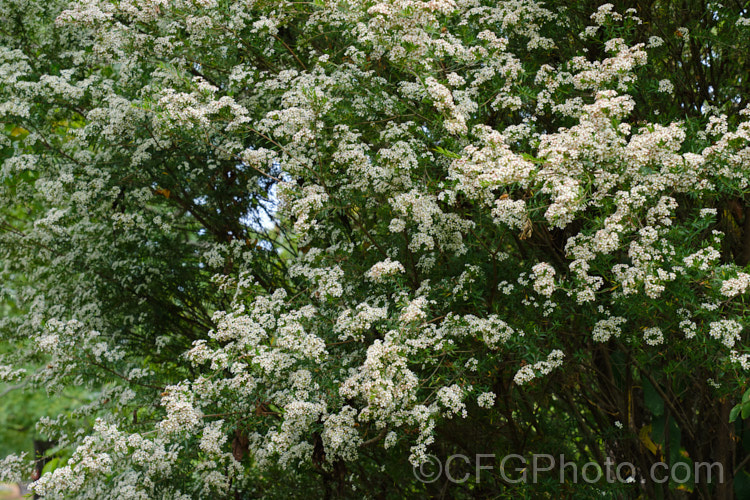 Twiggy. Heath. Myrtle (<i>Sannantha virgata [syns. Babingtonia virgata, Baeckea virgata]), an evergreen, 2m high and wide shrub found in a small area in the ranges of northeastern Victoria, Australia. It has small, narrow leaves that taper to a sharp point and an abundance of tiny white to cream flowers from late spring. It could easily be mistaken for a Leptospermum species but is generally smaller and less robustly built in both leaf and flowers. The classification of this species is rather confused, and some forms previously included with Baeckea virgata are now classified as Sannantha bidwillii. sannantha-3277htm'>Sannantha. .