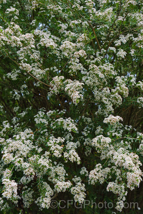 Twiggy. Heath. Myrtle (<i>Sannantha virgata [syns. Babingtonia virgata, Baeckea virgata]), an evergreen, 2m high and wide shrub found in a small area in the ranges of northeastern Victoria, Australia. It has small, narrow leaves that taper to a sharp point and an abundance of tiny white to cream flowers from late spring. It could easily be mistaken for a Leptospermum species but is generally smaller and less robustly built in both leaf and flowers. The classification of this species is rather confused, and some forms previously included with Baeckea virgata are now classified as Sannantha bidwillii. sannantha-3277htm'>Sannantha. .