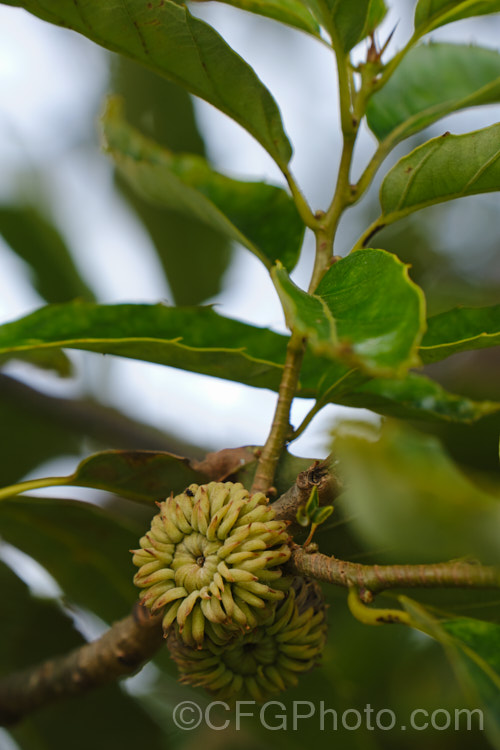 The developing acorns of the Chinese Cork. Oak or Oriental Oak (<i>Quercus variabilis</i>), a round-headed deciduous oak to 25m tall, found in China, Japan and Korea. The bristly-cupped acorns take around 18 months to mature