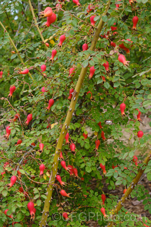 The mature hips of Rosa moyesii, a 2-35m shrub rose from western China. It was discovered by EH. Wilson in 1903. Order: Rosales, Family: Rosaceae