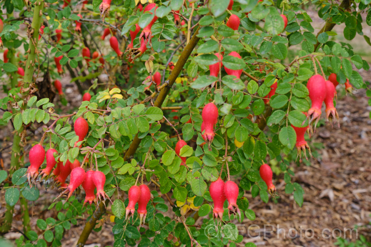 The mature hips of Rosa moyesii, a 2-35m shrub rose from western China. It was discovered by EH. Wilson in 1903. Order: Rosales, Family: Rosaceae