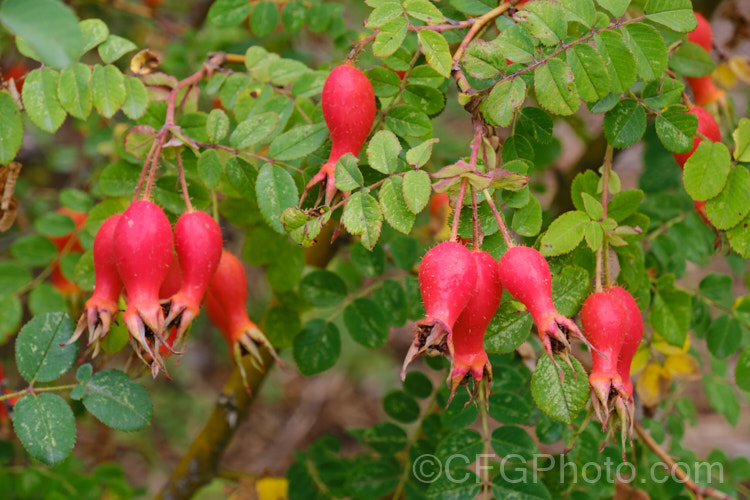 The mature hips of Rosa moyesii, a 2-35m shrub rose from western China. It was discovered by EH. Wilson in 1903. Order: Rosales, Family: Rosaceae