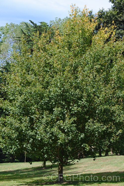 Field Maple (<i>Acer campestre</i>), a deciduous tree found over much of Europe and western Asia and in the Atlas Mountains of North Africa. It is a round-headed tree, 15-25m tall, and while it does not produce much timber, its very pale wood is sometimes used for utensils, instruments, wood turning and occasionally as flooring. Order: Sapindales, Family: Sapindaceae