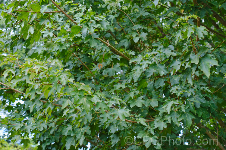 The summer foliage of Field Maple (<i>Acer campestre</i>), a deciduous tree found over much of Europe and western Asia and in the Atlas Mountains of North Africa. It is a round-headed tree, 15-25m tall, and while it does not produce much timber, its very pale wood is sometimes used for utensils, instruments, wood turning and occasionally as flooring. Order: Sapindales, Family: Sapindaceae
