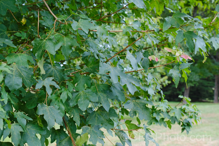 The summer foliage of Field Maple (<i>Acer campestre</i>), a deciduous tree found over much of Europe and western Asia and in the Atlas Mountains of North Africa. It is a round-headed tree, 15-25m tall, and while it does not produce much timber, its very pale wood is sometimes used for utensils, instruments, wood turning and occasionally as flooring. Order: Sapindales, Family: Sapindaceae