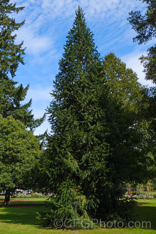 <i>Abies kawakamii</i>, a species of fir that is endemic to Taiwan, where it occurs at elevations of 2400-3800m. It is an evergreen coniferous tree that grows to as much as 35m tall. It was first described botanically in 1908. It has small purplish-blue cones. Order: Pinales, Family: Pinaceae