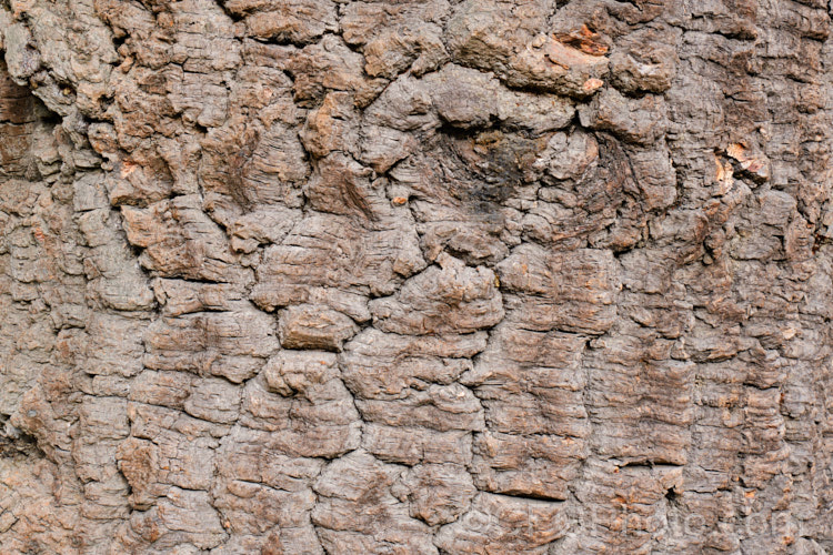 The bark of the Monkey Puzzle (<i>Araucaria araucana</i>), a 30-40m tall coniferous tree native to central Chile and northern Patagonia. It has stiff, sharply pointed triangular leaves and huge cones. Order: Pinales, Family: Araucariaceae