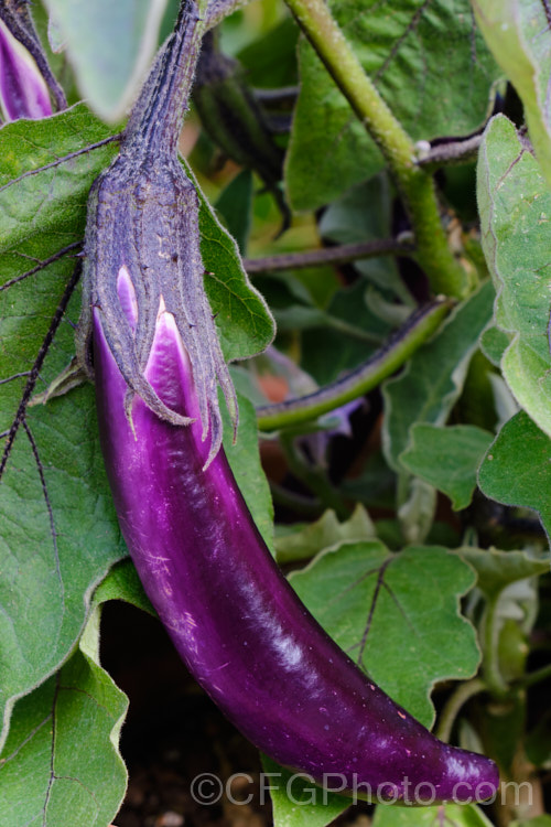 Solanum melongena 'Ping. Tung. Long', an eggplant that produces narrow elongated purple fruits. They are up to 45cm long but usually less that 5cm in diameter. They have no bitterness and the skin is edible. solanum-2141htm'>Solanum.