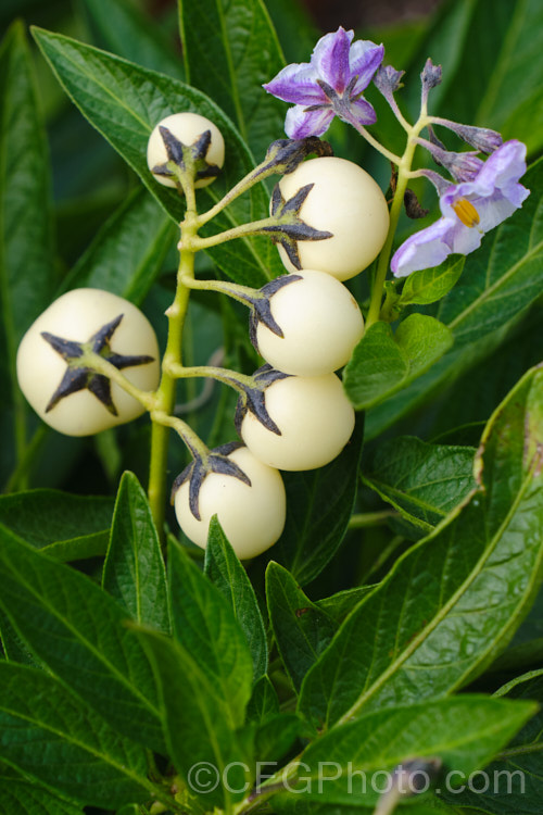 Flowers and young fruit of the Pepino or Melon. Pear (<i>Solanum muricatum</i>). This small shrub, perennial and evergreen in mild climates, is thought to be native to Peru andChile but is unknown in the wild. It produces sweet-fleshed, edible fruit, and there are cultivars with fruit in a wide range of sizes and colours. solanum-2141htm'>Solanum.