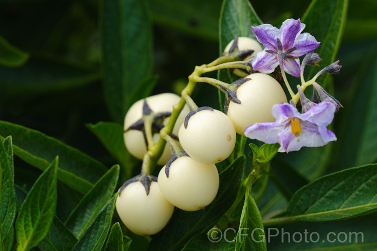 Flowers and young fruit of the Pepino or Melon. Pear (<i>Solanum muricatum</i>). This small shrub, perennial and evergreen in mild climates, is thought to be native to Peru andChile but is unknown in the wild. It produces sweet-fleshed, edible fruit, and there are cultivars with fruit in a wide range of sizes and colours. solanum-2141htm'>Solanum.