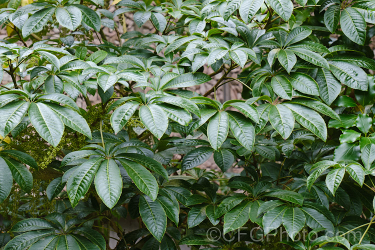 The foliage of Pate, Patete or Seven. Finger (<i>Schefflera digitata</i>), an evergreen shrub or small tree up to 8m tall It occurs in forest areas of all the main islands of New Zealand, preferring a near-frost-free climate. Its sprays of small green flowers are followed by purple-pink-tinted fruits. schefflera-2489htm'>Schefflera. Order: Apiales, Family: Araliaceae