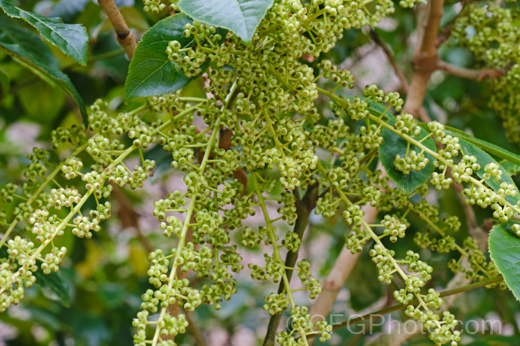 The flower sprays of Pate, Patete or Seven. Finger (<i>Schefflera digitata</i>), an evergreen shrub or small tree up to 8m tall It occurs in forest areas of all the main islands of New Zealand, preferring a near-frost-free climate. These sprays of small green flowers are followed by purple-pink-tinted fruits. schefflera-2489htm'>Schefflera. Order: Apiales, Family: Araliaceae