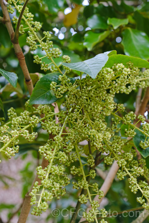 The flower sprays of Pate, Patete or Seven. Finger (<i>Schefflera digitata</i>), an evergreen shrub or small tree up to 8m tall It occurs in forest areas of all the main islands of New Zealand, preferring a near-frost-free climate. These sprays of small green flowers are followed by purple-pink-tinted fruits. schefflera-2489htm'>Schefflera. Order: Apiales, Family: Araliaceae