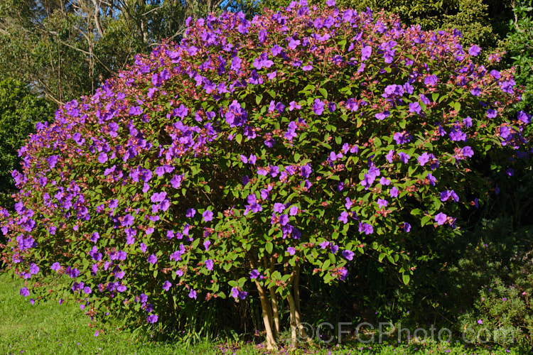 Lasiandra, Glory. Bush or Princess Flower (<i>Tibouchina urvilleana [syn. Tibouchina grandiflora]), a tender evergreen shrub up to 5m tall It is native to Brazil and the flowers appear throughout the warmer months. Order: Myrtales, Family: Melastomataceae